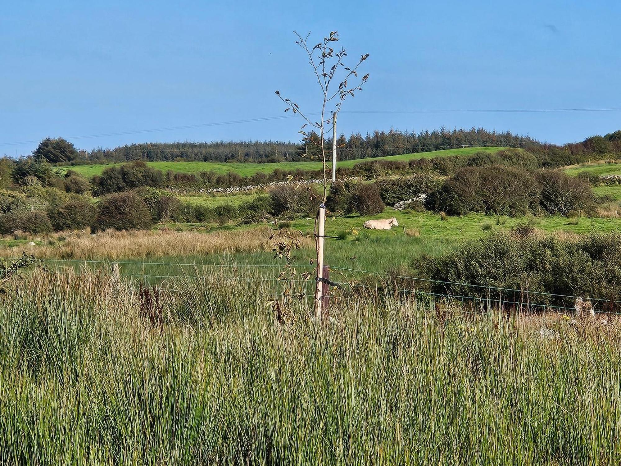 Suaimhneas Vendégház Lahinch Kültér fotó
